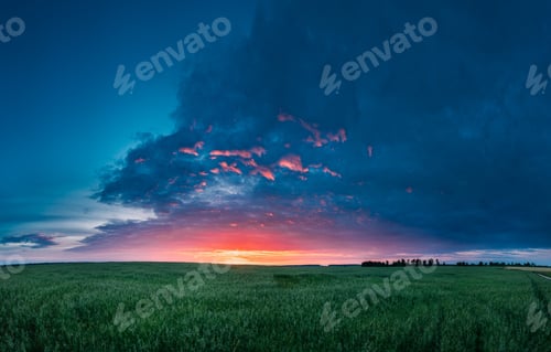 Preview: Panoramic Landscape Of Green Young Oat Plantation In Spring Fiel