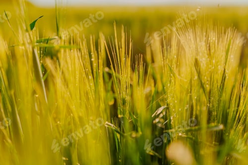 Preview: Agricultural Growth -Various Fields - Agriculture Farming Field
