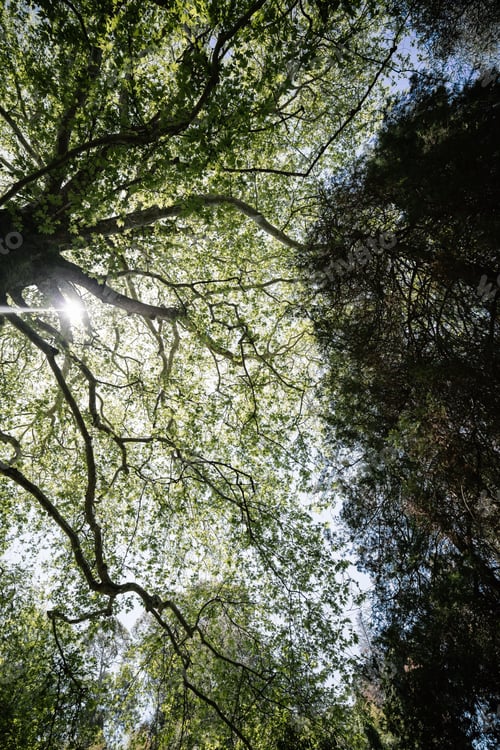 Preview: Giant redwood tree view from below to the sky through the branches.