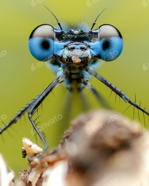Preview: damselfly
