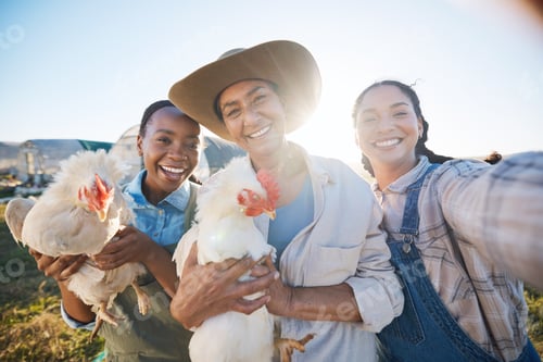 Preview: Happy, selfie or farmers on a chicken farm farm or field harvesting poultry livestock in small busi