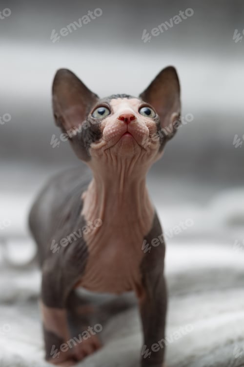 Preview: Animal portrait of sphynx cat looking up