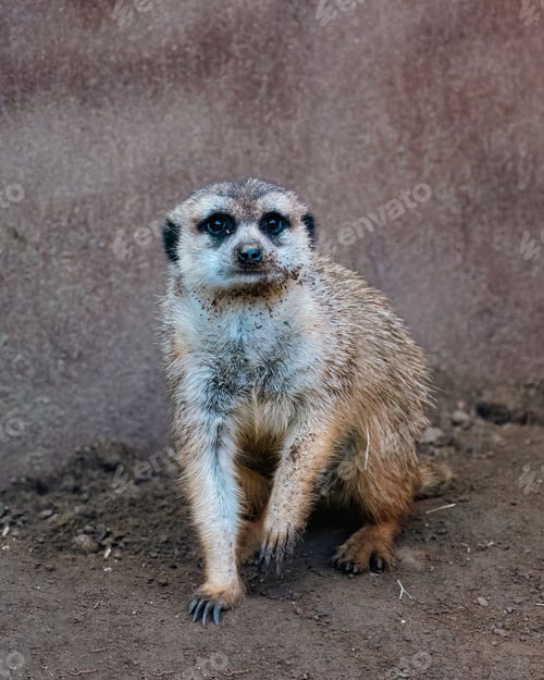 Preview: Meerkat atop a sandy mound