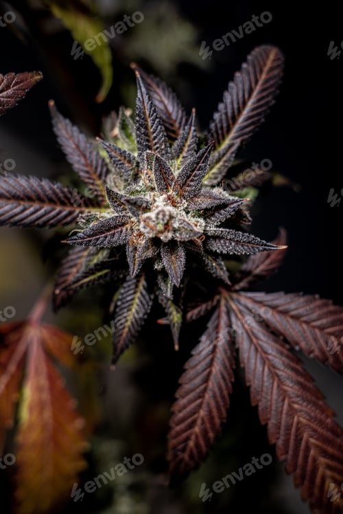Preview: Vertical shot of a flowered kush cannabis plant on a dark background