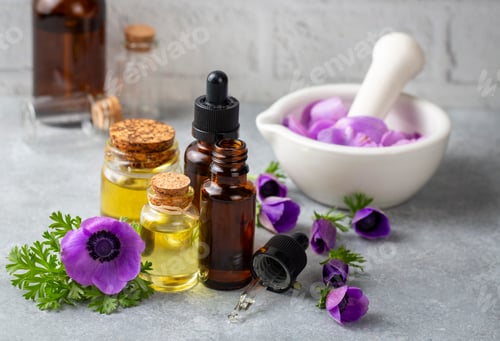 Preview: Anemone plant and essential anemone oil