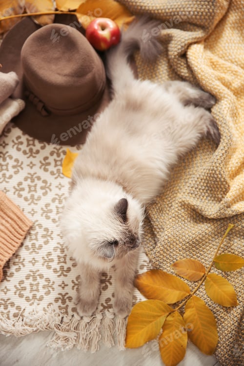 Preview: Cute cat with knitted blanket on floor at home, top view. Warm and cozy winter