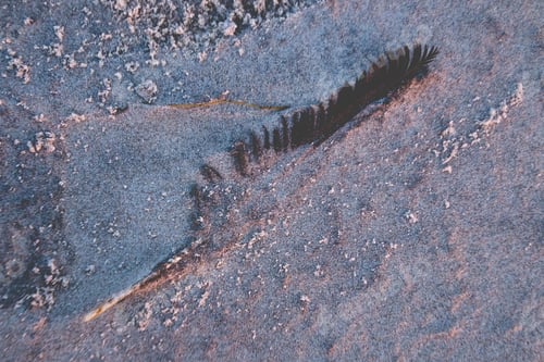 Preview: Closeup shot of a black feather on the sand
