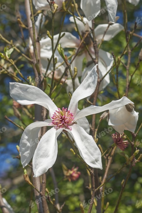 Preview: Lufer Magnolia Flowers (Magnolia X Kewensis Lufer)