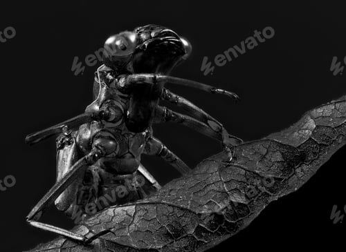 Preview: Empty skin of a dragonfly larva