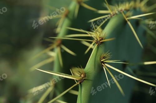 Preview: Beautiful Opuntia cactus with big thorns on blurred background, closeup