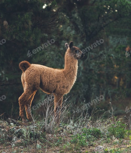 Vista previa: Young guanaco standing on hill in wilderness looking right