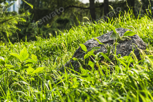 Preview: close-up shot of boulder lying in green grass under sunlight