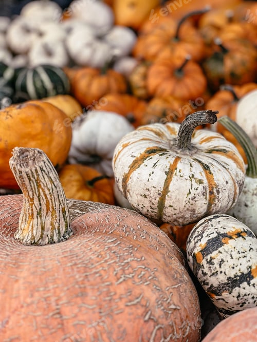 Preview: Variety of pumpkins