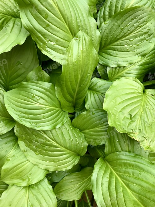 Preview: Green leaves after rain
