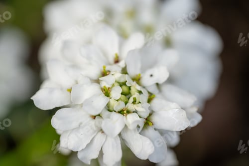 Preview: vibrant flowers blooming, showcasing fresh, colorful petals and lush greenery in springtime