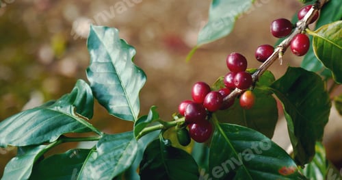 Preview: Man Hands harvest coffee bean ripe Red berries plant fresh seed coffee tree grow green eco farm