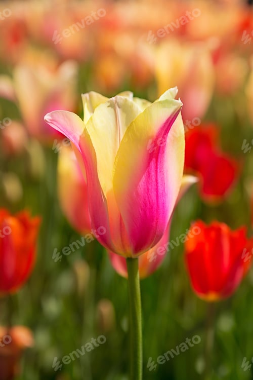 Preview: Yellow and pink Rembrandt tulip in a tulip field