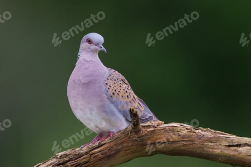 Preview: Dove Bird perched on branch