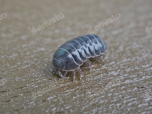 Preview: Pill bug