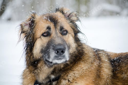Preview: Fluffy dog enjoying snowfall with playful expression