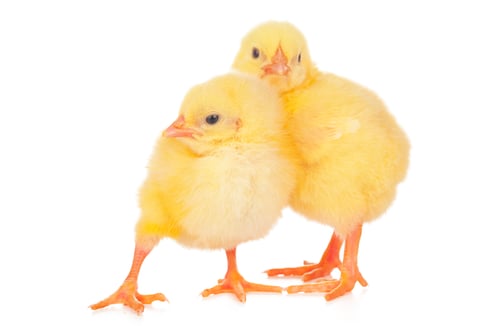 Preview: chicks in front of white background