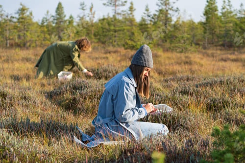 Preview: Young woman in hipster hat picks up ripe cranberries on swamp against rare trees