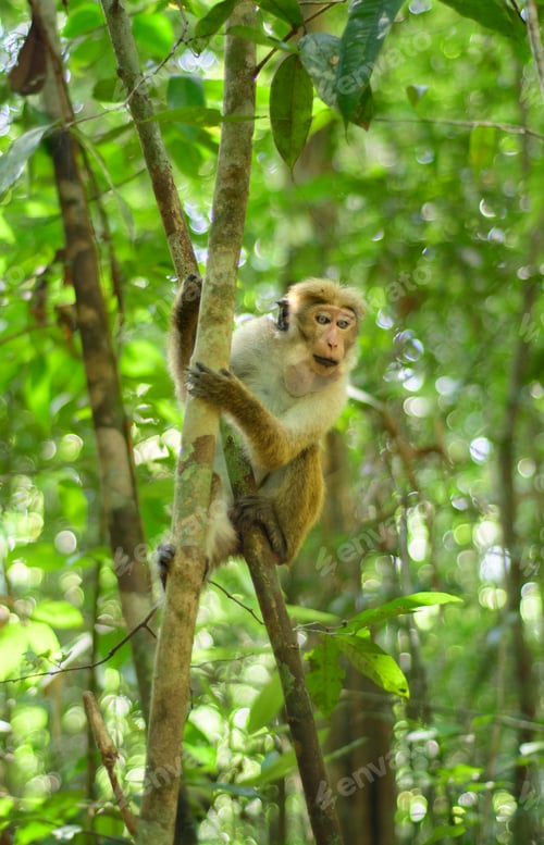 Preview: Toque macaque monkey climbs onto a slender tree trunk in the shade of the tropical rain forest