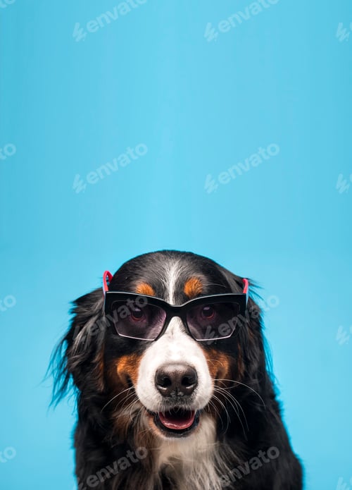 Preview: Brown dog with glasses on a blue background
