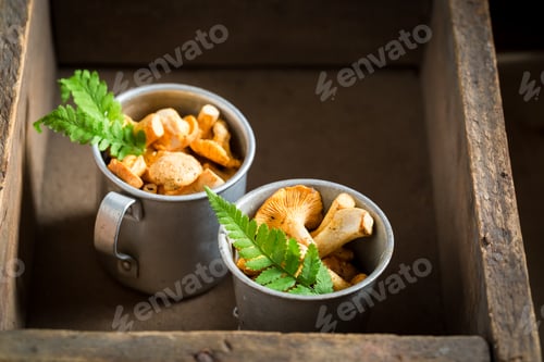 Preview: Fresh chanterelles freshly harvested from the forest