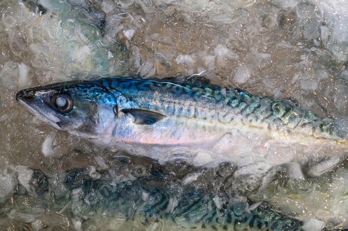 Preview: High angle close up of mackerel on ice at a fish market.