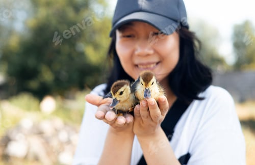 Vorschau: Frau hält am Sommertag eine süße neugeborene kleine gelbe Ente in seinen Händen