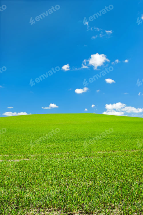 Preview: Cornfield in the spring