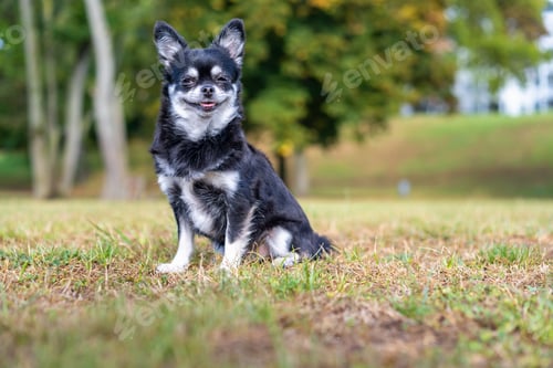 Preview: Black and white Chihuahua sitting on grassland