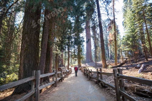 Preview: Sequoia