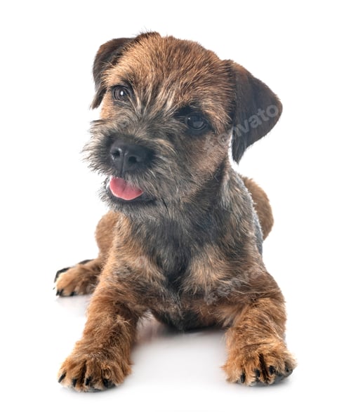 Preview: young border terrier