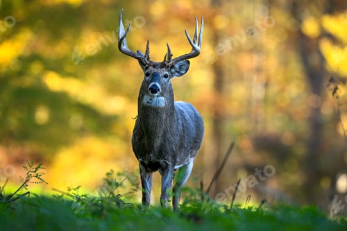Preview: Majestic deer in autumn forest