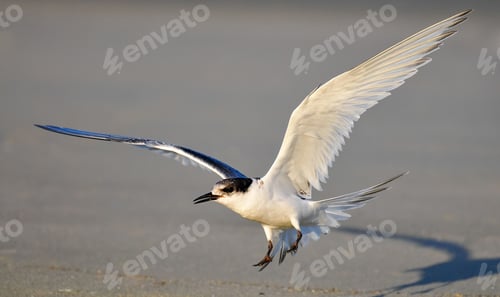 Preview: White fronted Tern in flight