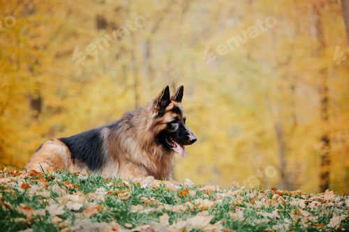 Preview: German Shepherd dog with leaves in autumn. Dog in nature. Autumn mood. Shepherd dog in falling leave