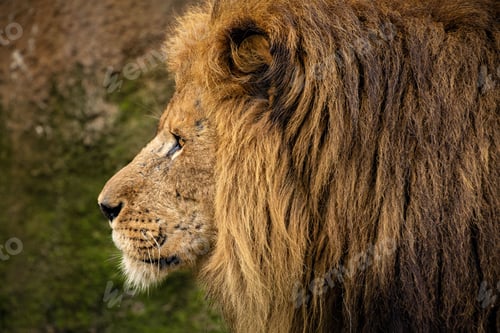 Preview: Close-up of a lion looking into the distance
