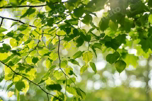 Preview: Green leaves with bokeh in backlit sunlight in the park.