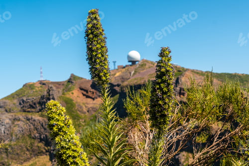 Preview: Plants on top of the Ninho da Manta viewpoint on Pico do Arieiro, Madeira. Portugal