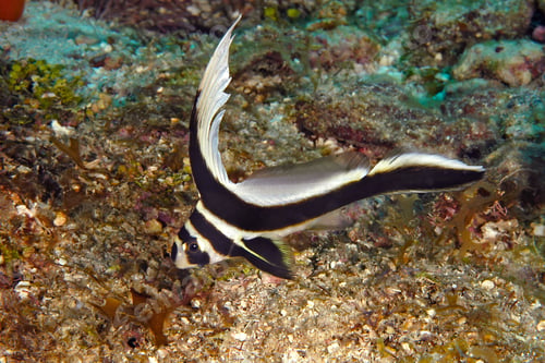 Preview: Caribbean spotted drum