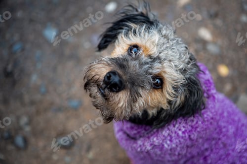 Preview: Closeup shot of a cute Yorkipoo standing on the ground