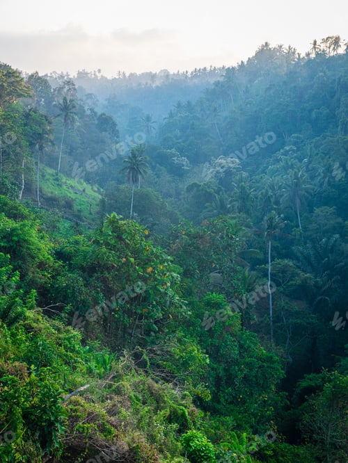 Preview: Wide shot of a beautiful amazon full of trees with fog on a cool and cloudy day