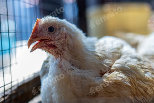 Preview: Broiler chicken faces for sale at market in Aceh, Indonesia
