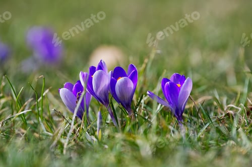 Preview: Crocuses close up in a sunny spring day (Crocus vernus)