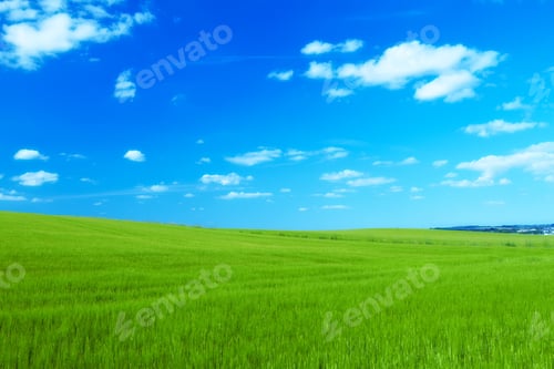 Preview: Springtime Cornfield