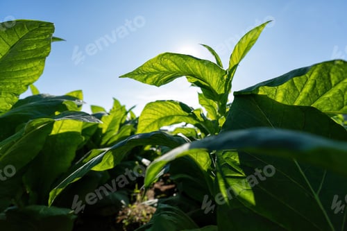 Preview: Small tree growing with beautiful morning sunshine in garden eco friendly for sustainable
