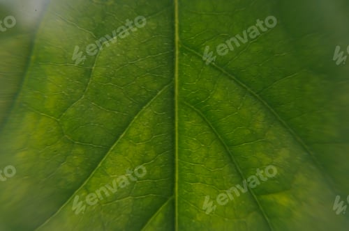 Preview: Detail of leaf of avocado plant
