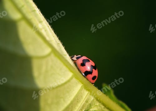 Preview: Ladybug, nature background photo